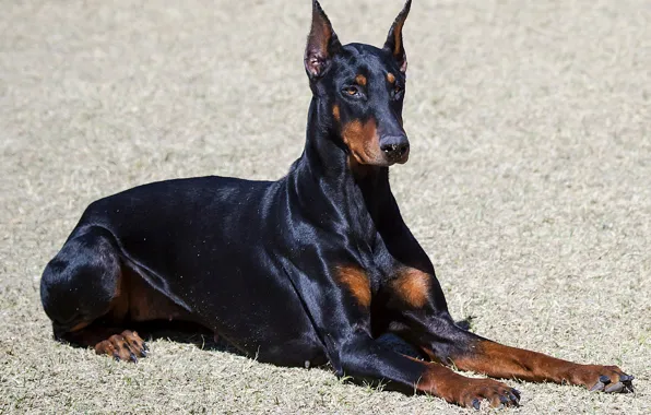 Picture Obedience, Doberman, Ellie, Doberman