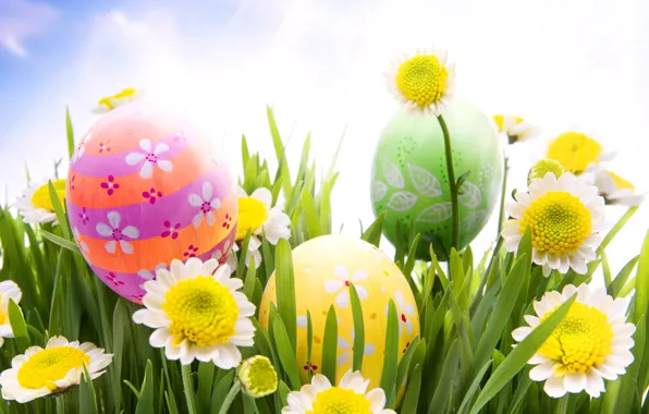 Picture grass, flowers, chamomile, eggs, spring, Easter, grass, sunshine