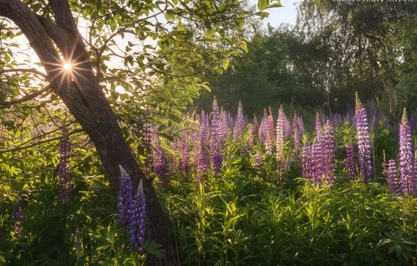 GRASS, GREENS, FLOWERS, LIGHT, TREES, RAYS, DAWN, Photographer Anton Rostovsky