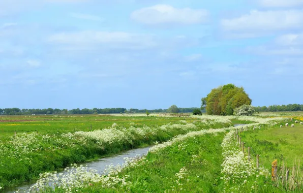 Picture trees, stream, meadow, Netherlands, Holland, Aa en Hunze, Drenthe