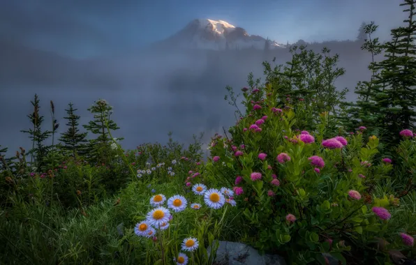 Picture flowers, mountains, fog