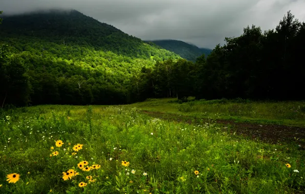 Picture greens, forest, grass, trees, flowers, mountains, clouds, Canada