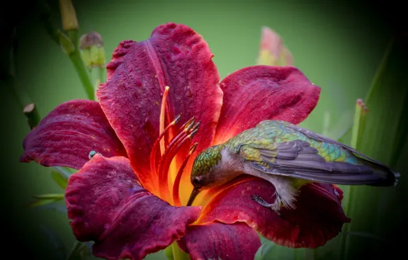 Picture flower, macro, Lily, Hummingbird, bird