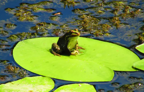 Summer, water, algae, frog, Lily, green, toad