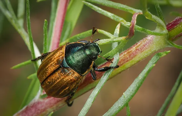 Macro, beetle, insect, bokeh, The garden cracker, Ryszard Orzechowicz, Phyllopertha horticola