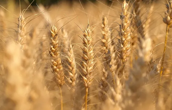 Picture field, nature, landscapes, fields, macro, macro photo of wheat, nature walls