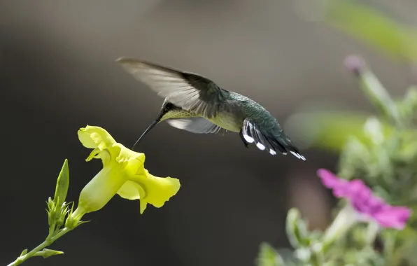 Flowers, yellow, nature, nectar, pink, bird, Hummingbird