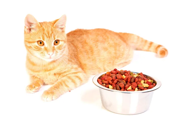 Picture cat, food, white background, lies, red, bowl, on the floor, feed