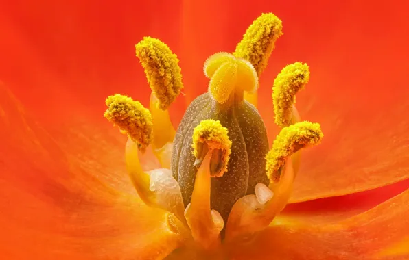 Picture flower, petals, stamens