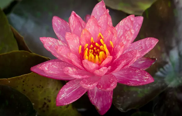 Flower, macro, pink, petals, Nymphaeum, speckled, water Lily