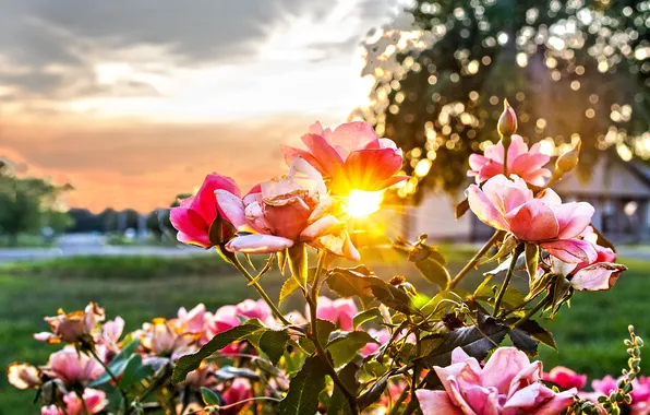Field, summer, the sky, leaves, the sun, clouds, rays, light