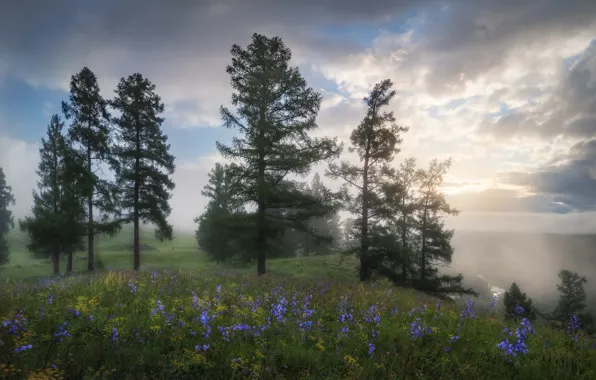 The sky, grass, clouds, trees, flowers, fog, glade, morning