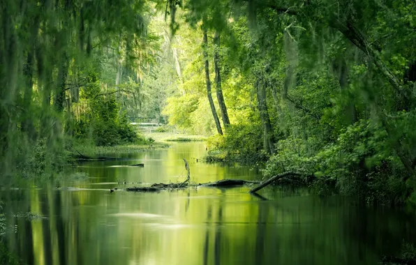 Forest, grass, leaves, trees, reflection, thickets, branch, thicket