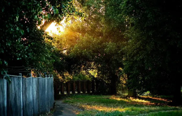 Picture trees, sunset, the fence