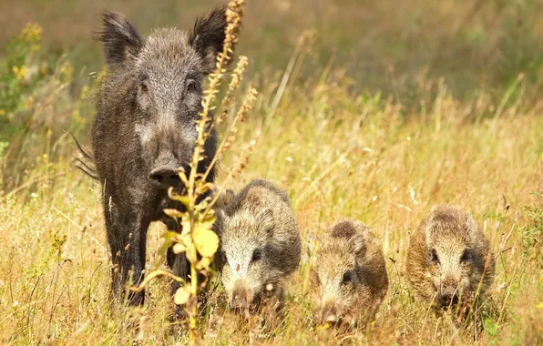 Picture nature, background, boars