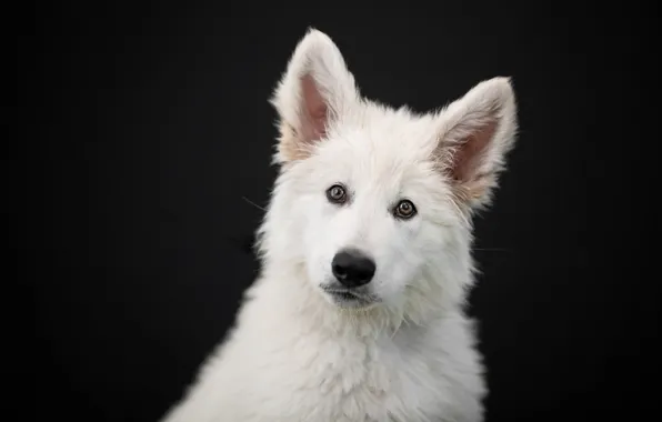 Picture look, face, portrait, dog, puppy, ears, black background, The white Swiss shepherd dog