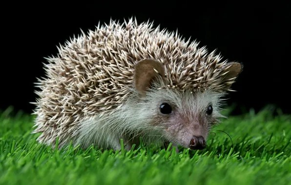 Grass, look, muzzle, hedgehog, black background, hedgehog, hedgehog, hedgehog