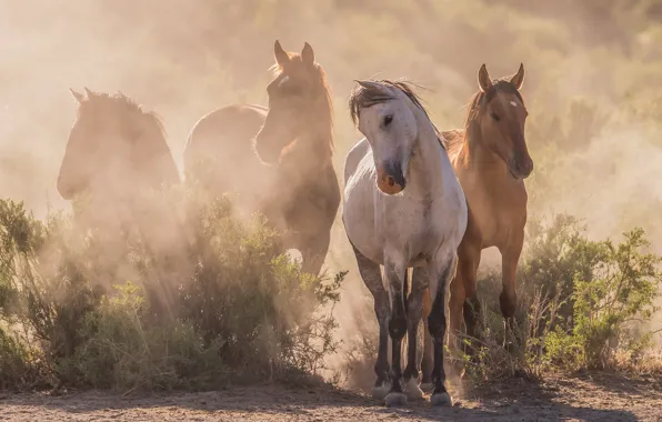 Picture light, fog, horse, horse, morning, walk, the herd