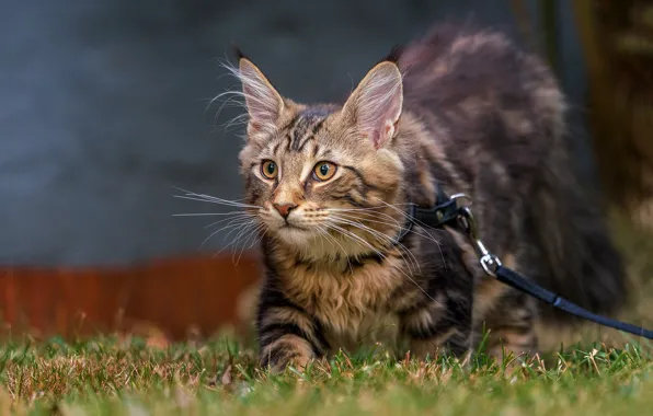 Cat, grass, look, kitty, grey, leash, walk, face