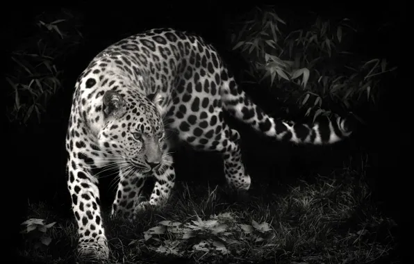 Predator, leopard, leopard, black and white photo