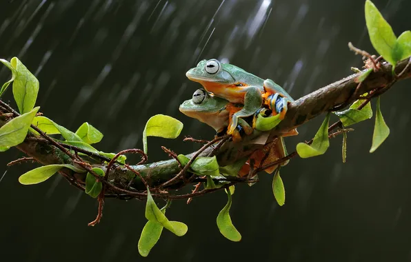Leaves, pose, rain, frog, branch, frogs, a couple, two frogs