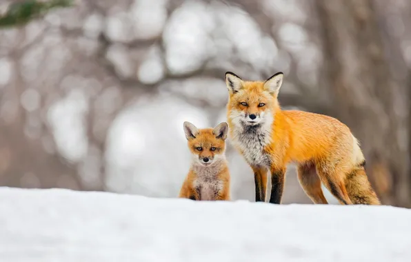 Picture winter, snow, background, Fox, Fox, bokeh, Fox