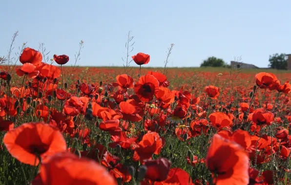 Summer, flowers, Maki, poppy field