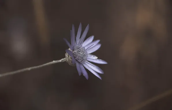 Color, Flower, Plant, Flower, Color, Flora, Close-up, Blooming