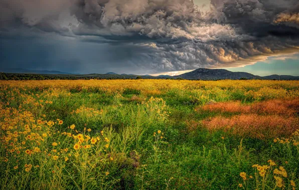 Greens, field, summer, the sky, flowers, mountains, clouds, hills