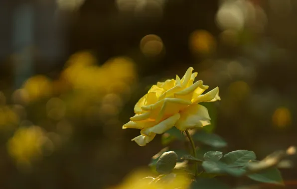 Flower, light, background, rose, yellow, bokeh