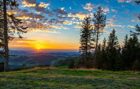 Picture sunset, forest, glade