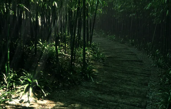 Picture road, forest, grass, trees, thickets, bamboo