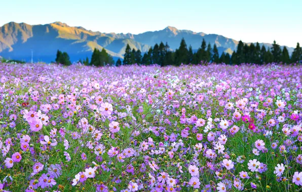 Picture flowers, nature, cosmos