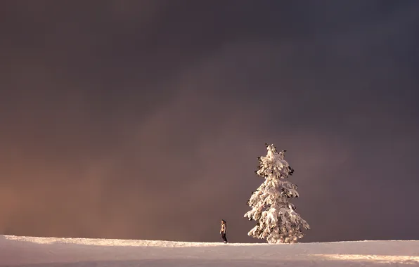 Winter, the sky, snow, tree, spruce