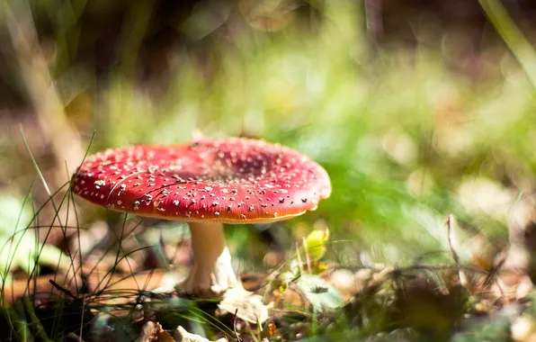 Nature, background, mushrooms