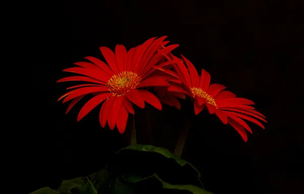 Leaves, macro, nature, background, petals