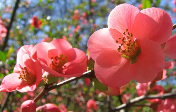 Picture spring, pink flowers, Flowering