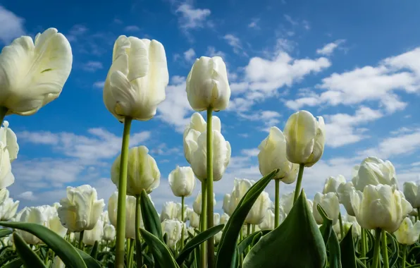 Picture the sky, flowers, tulips