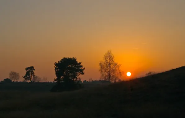 The sun, trees, sunset