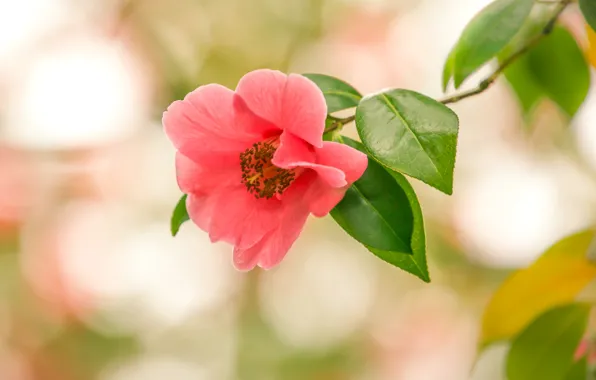 Macro, branches, bokeh, Camellia