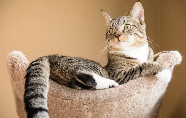 Cat, cat, look, pose, comfort, grey, background, wall