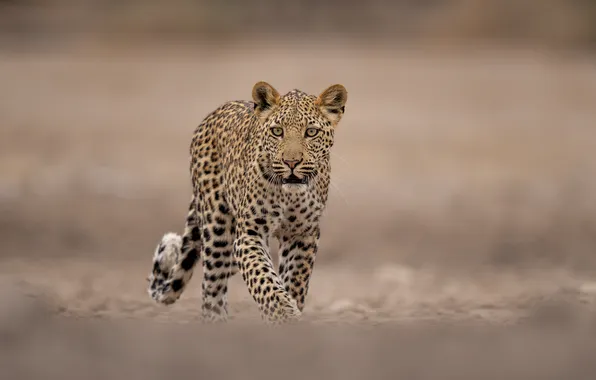 Picture predator, leopard, wild cat, bokeh
