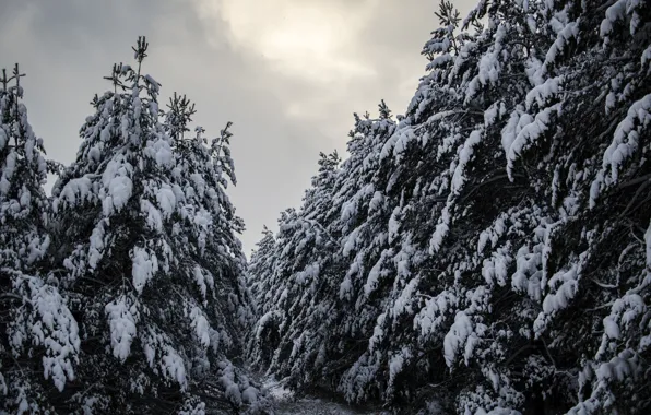 Picture winter, forest, snow, forest, pine, winter