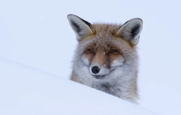Picture winter, look, face, snow, nature, portrait, Fox, the snow
