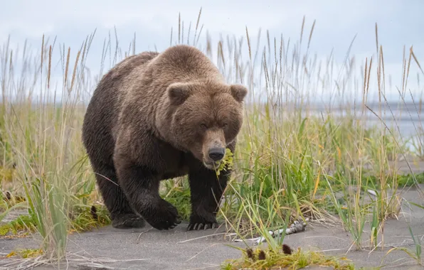 Look, nature, bear, walk