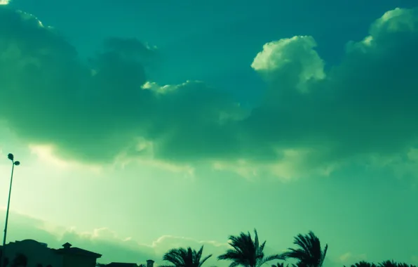Picture the sky, clouds, green, palm trees, color