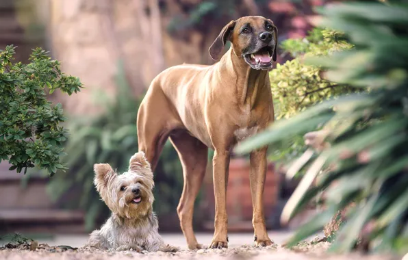 Picture a couple, two dogs, Yorkshire Terrier, large and small, Rhodesian Ridgeback
