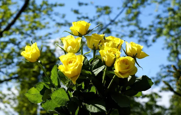 Picture flowers, yellow, roses, bouquet