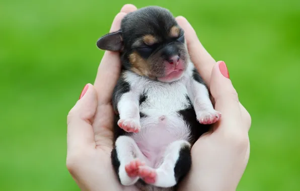 Picture hands, baby, puppy, palm