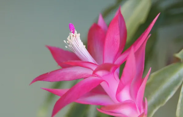 Picture flower, petals, exotic